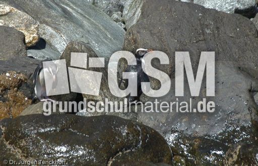 Dickschnabelpinguin (19 von 45).jpg